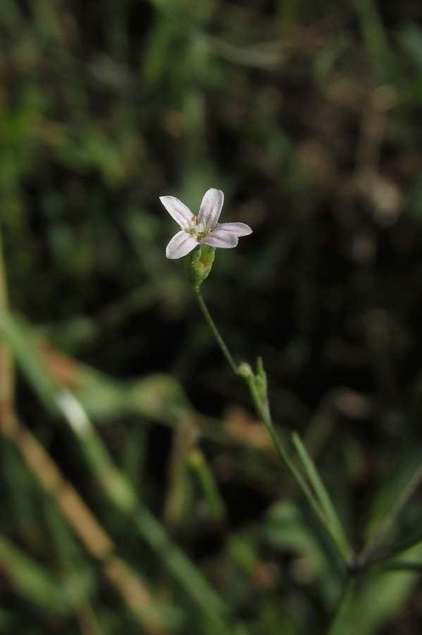 Изображение особи Psammophiliella muralis.