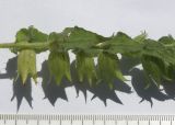 Nonea lutea