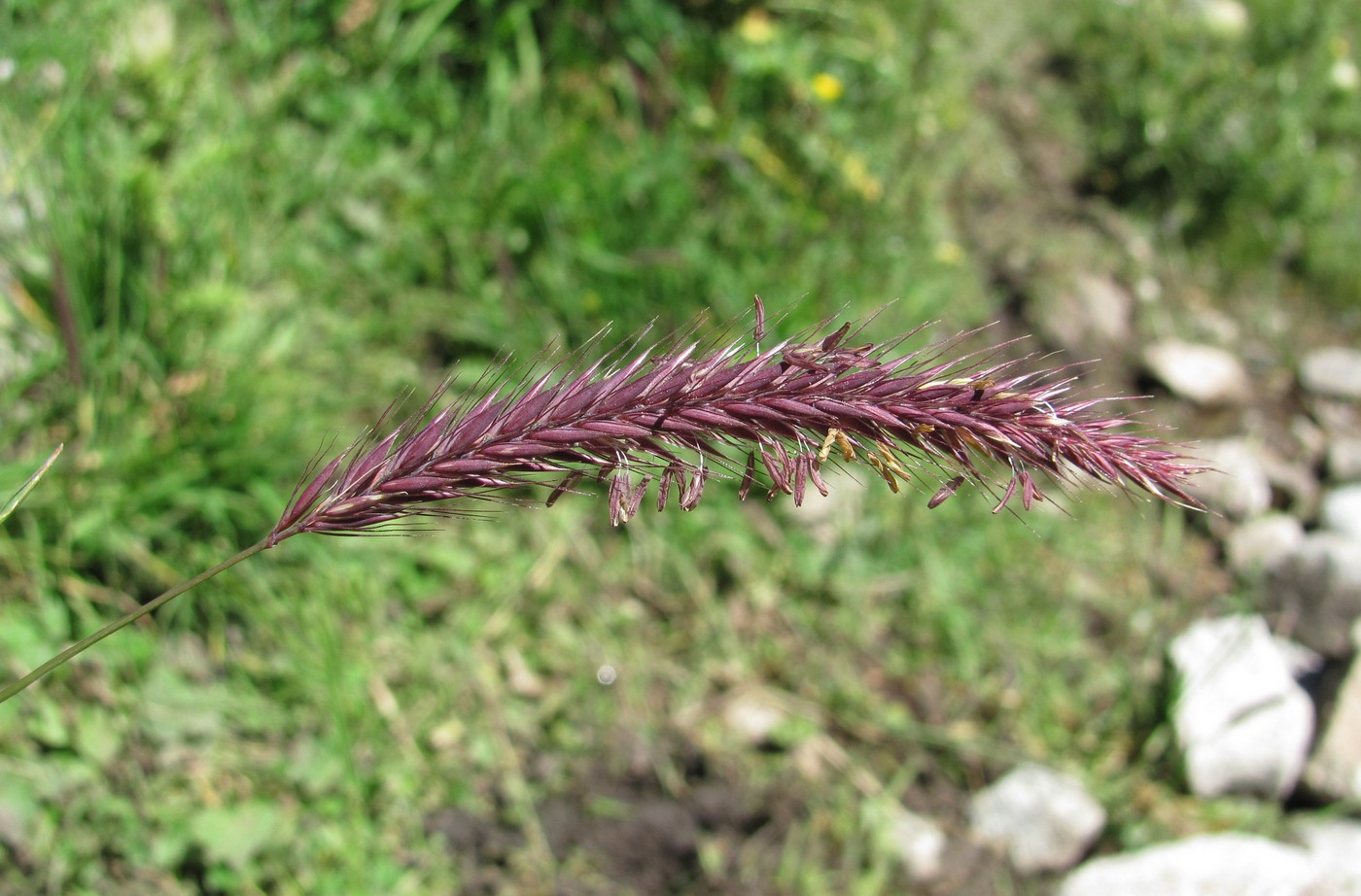 Изображение особи Hordeum violaceum.