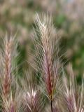 Hordeum murinum. Соплодие. Беларусь, Минская обл., Минский р-н, г. пос. Мачулищи, заросли сорных растений за жилым домом. 24.07.2016.