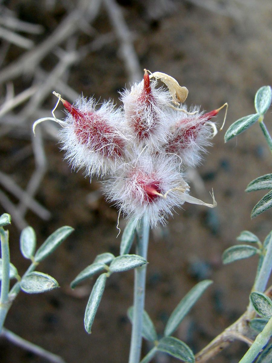 Изображение особи Astragalus villosissimus.