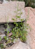 Chenopodium album