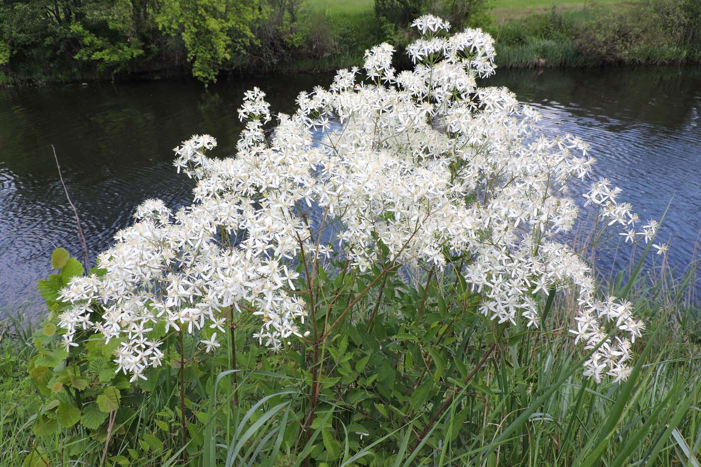 Image of Clematis recta specimen.