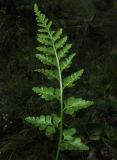 Asplenium sajanense. Пластинка вайи. Красноярский край, Шушенский р-н, национальный парк \"Шушенский Бор\", Западный Саян, хребет Борус, урочище \"Пелехова\", субальпийский низкотравный луг среди курумника рядом со скалой. 24.07.2015.