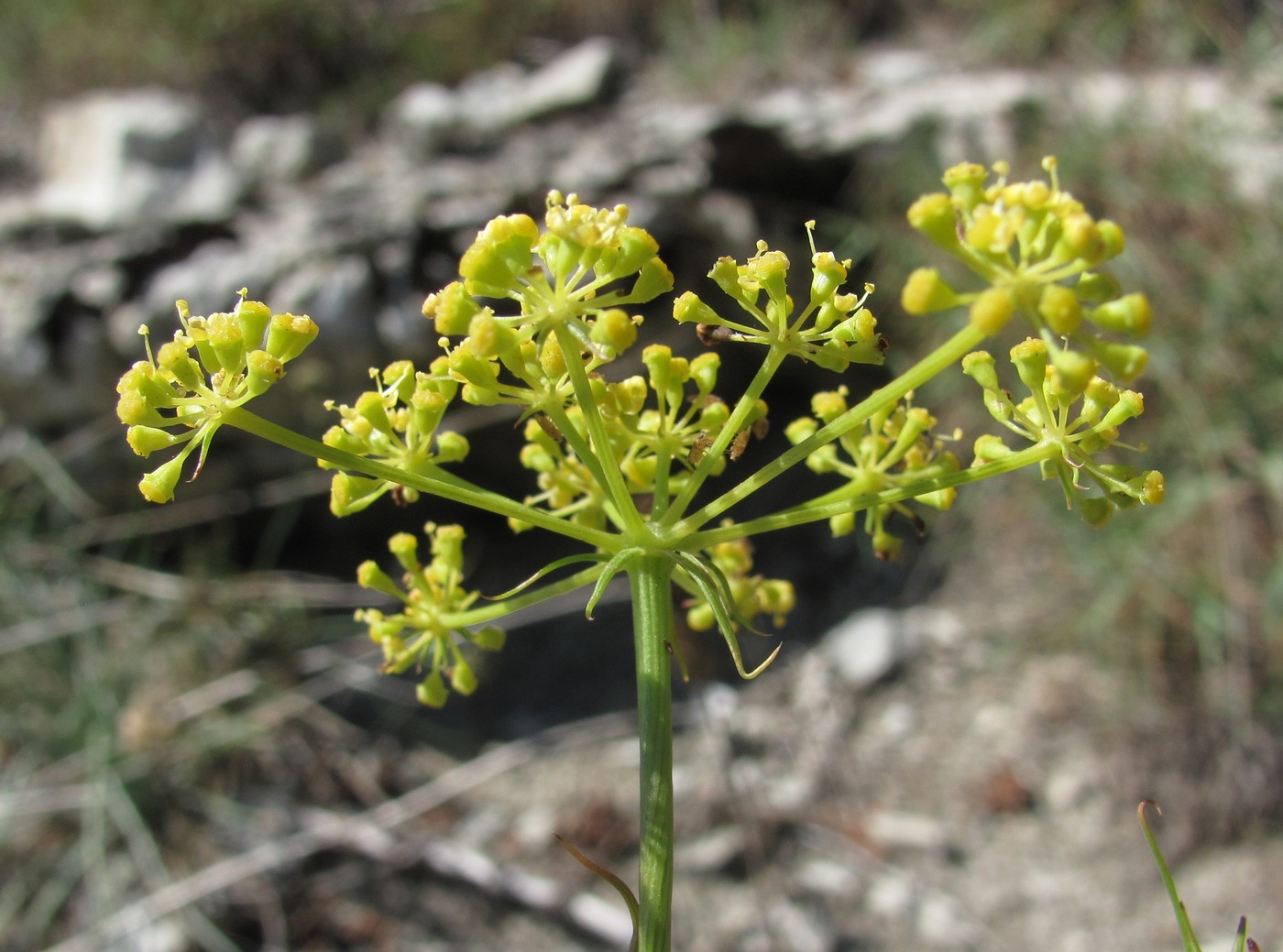 Изображение особи Peucedanum longifolium.