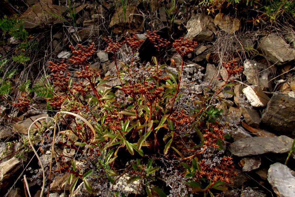 Изображение особи Aizopsis baicalensis.