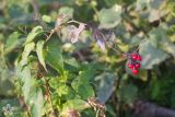 Solanum dulcamara