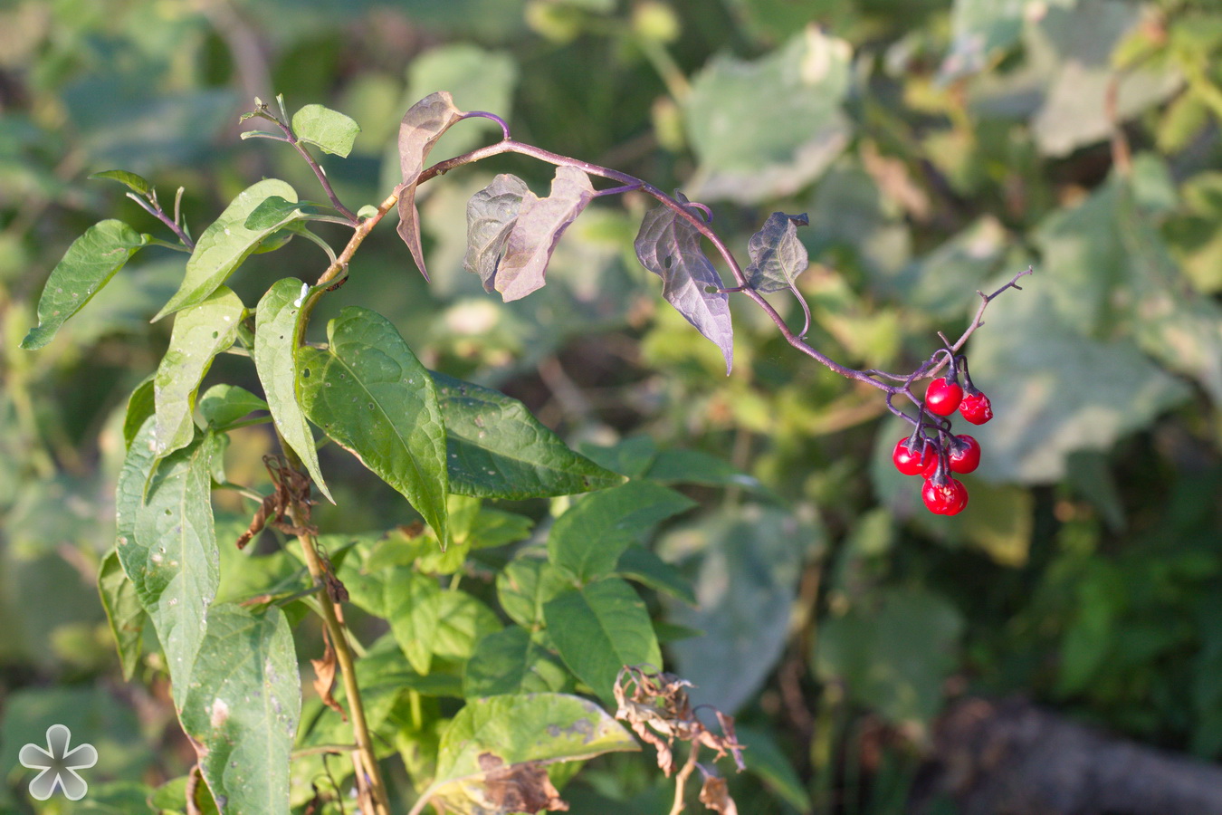 Изображение особи Solanum dulcamara.