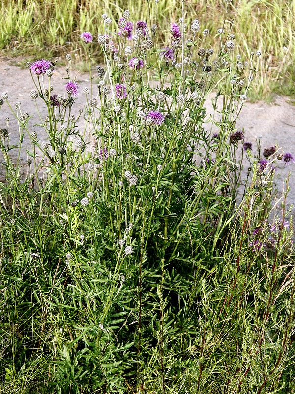 Изображение особи Centaurea scabiosa.