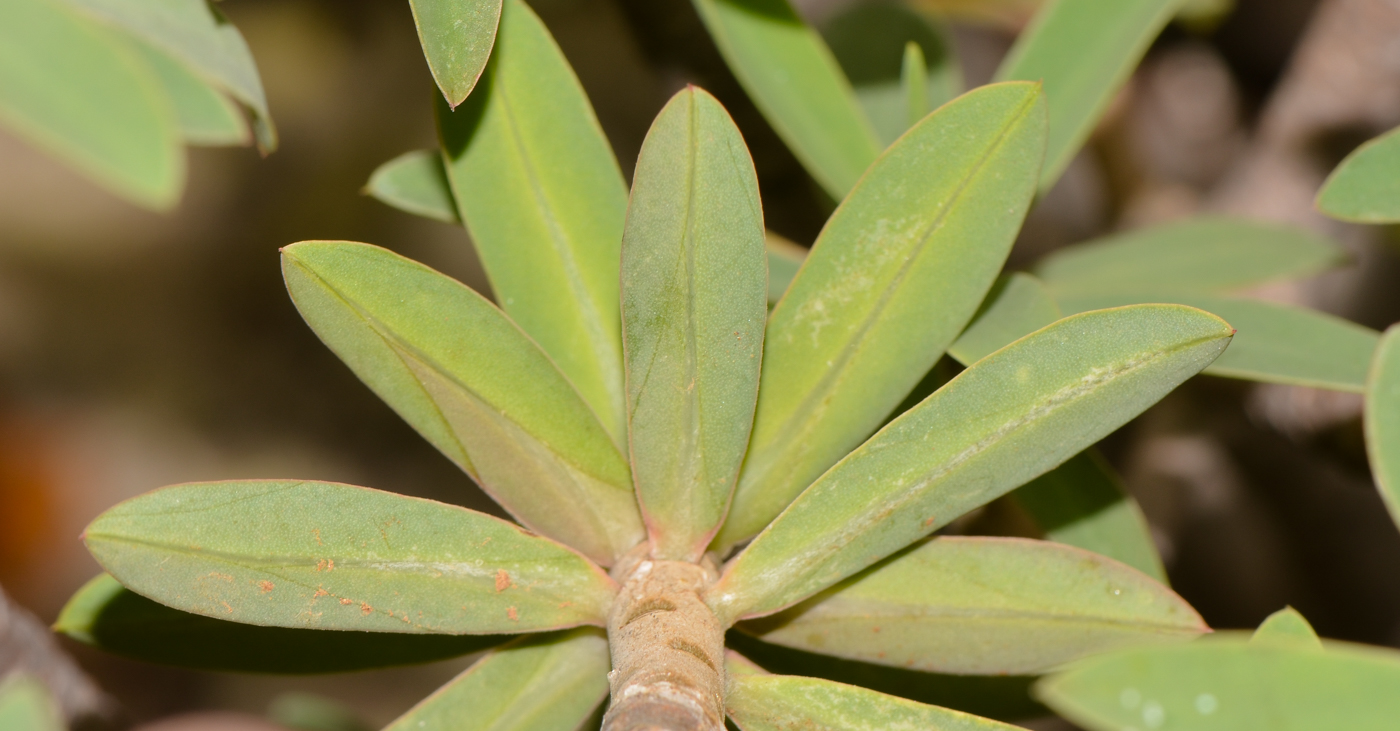 Изображение особи Euphorbia balsamifera.
