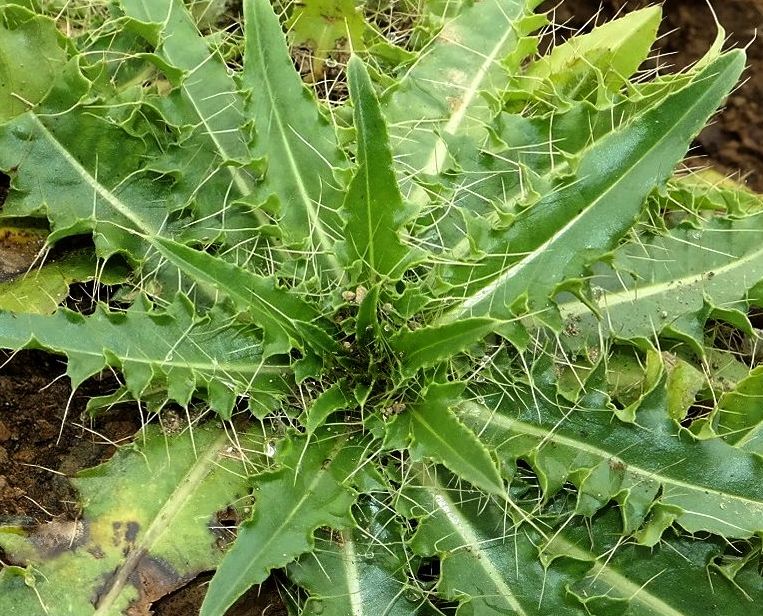 Изображение особи род Cirsium.