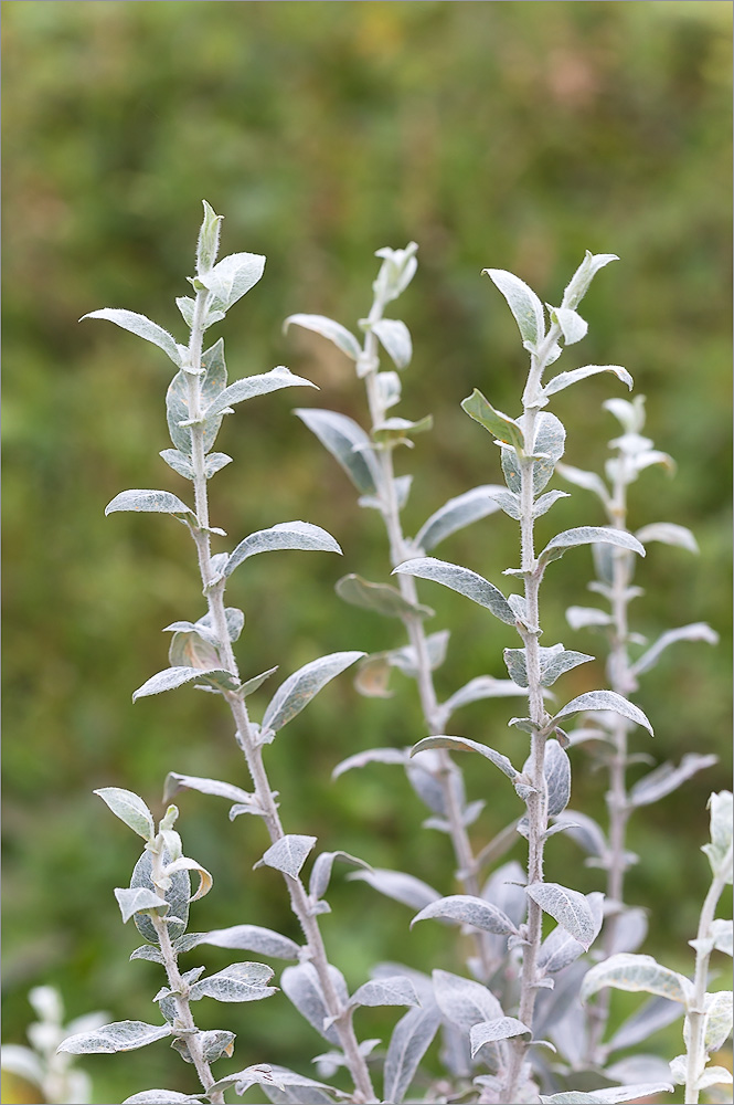 Изображение особи Salix glauca.