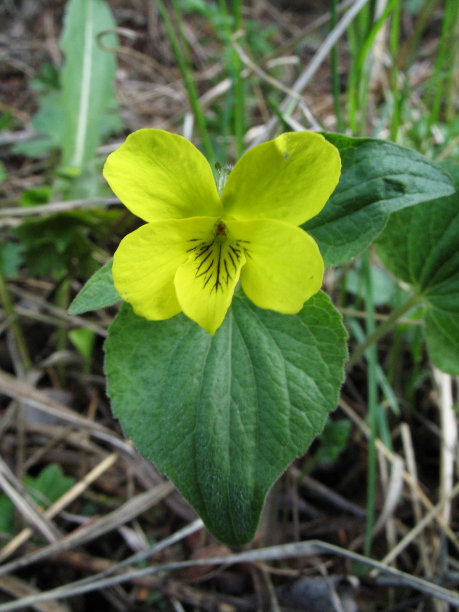 Изображение особи Viola acutifolia.