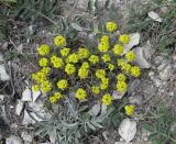 Alyssum lenense