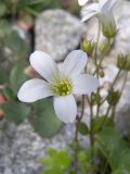 Saxifraga sibirica