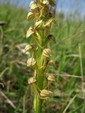 Orchis anthropophora