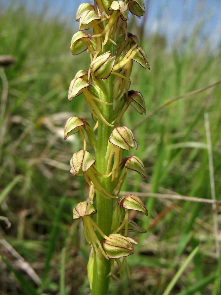 Изображение особи Orchis anthropophora.