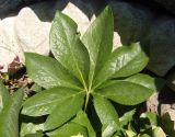 Helleborus caucasicus. Лист. Украина, Сумская обл., г. Тростянец, ул. Пивненко, частный сектор. 11.06.2015.