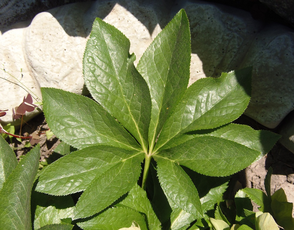 Image of Helleborus caucasicus specimen.