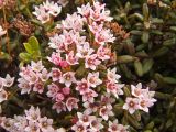 Loiseleuria procumbens