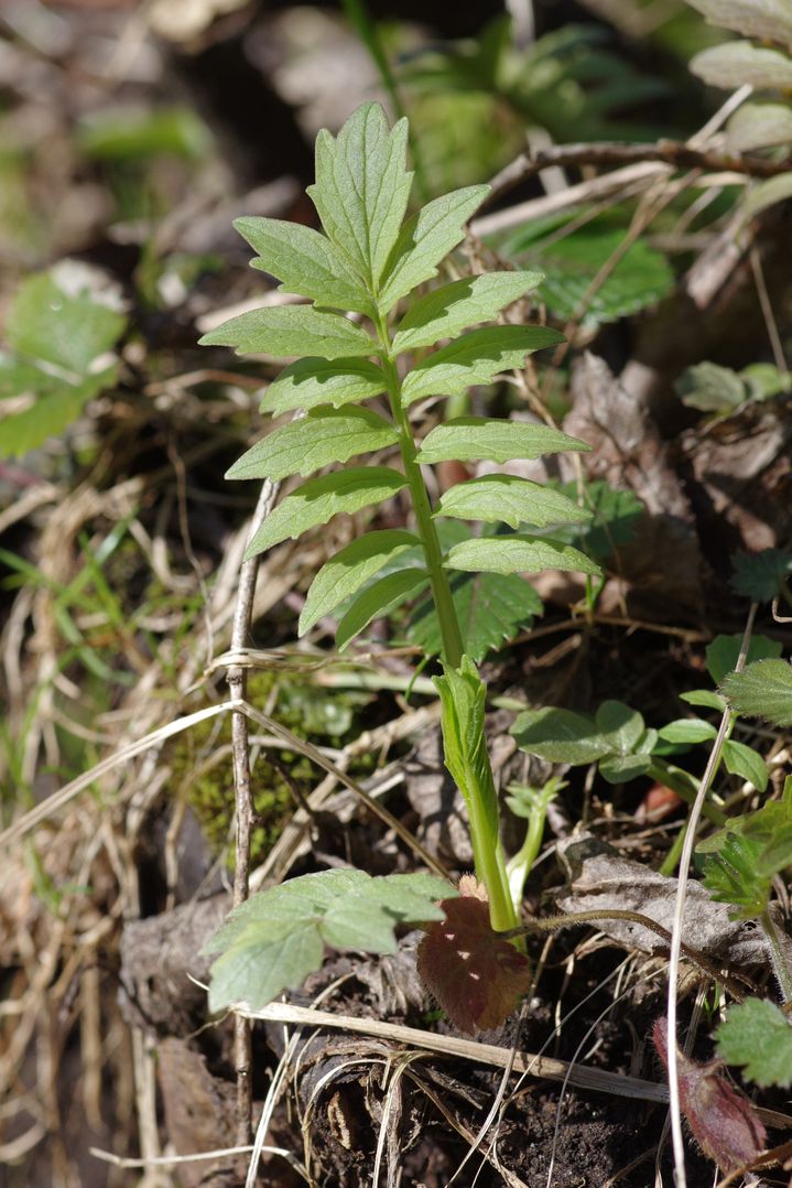 Изображение особи Valeriana officinalis.