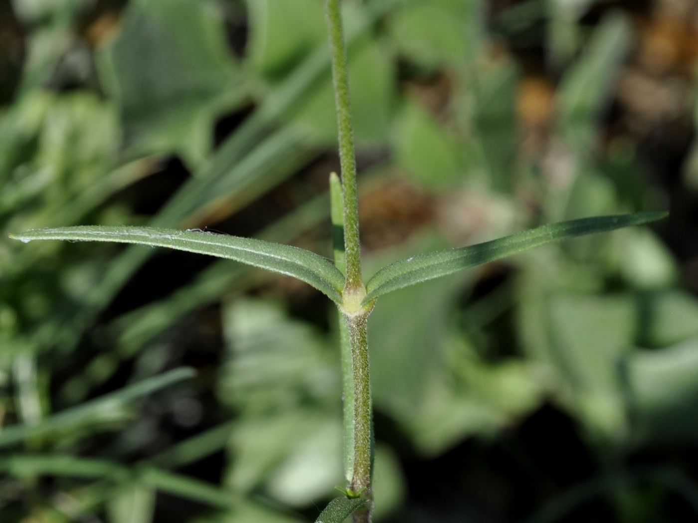 Изображение особи Cerastium banaticum.