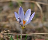 Crocus reticulatus