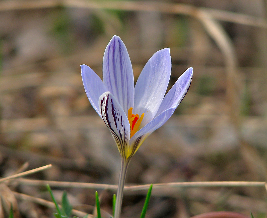 Изображение особи Crocus reticulatus.