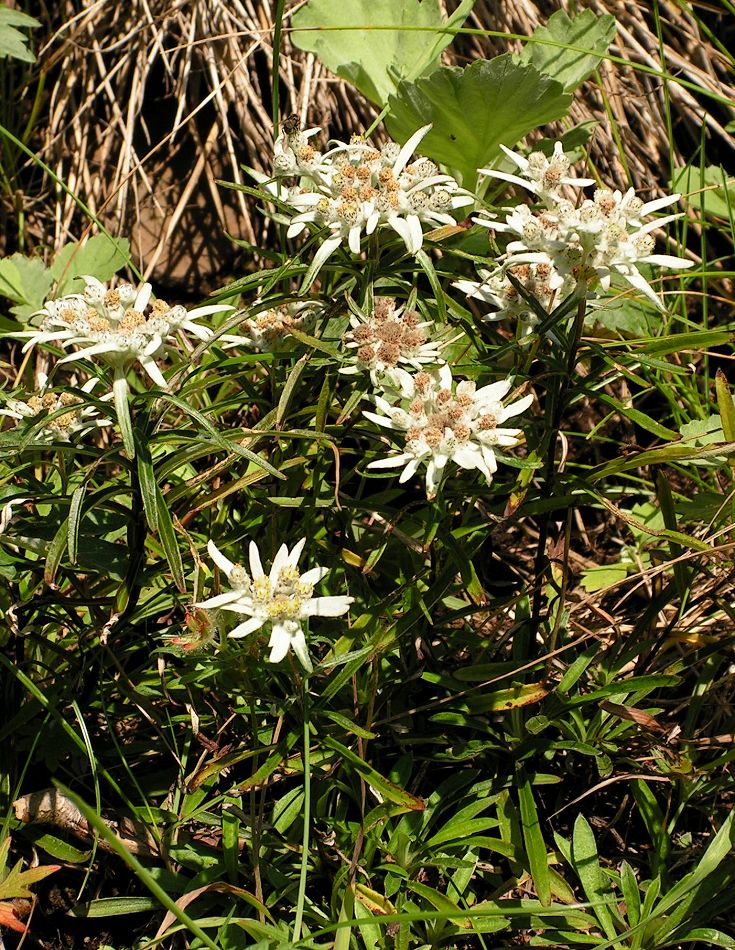 Image of Leontopodium discolor specimen.