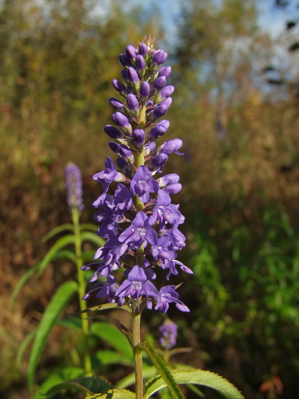 Изображение особи Veronica longifolia.