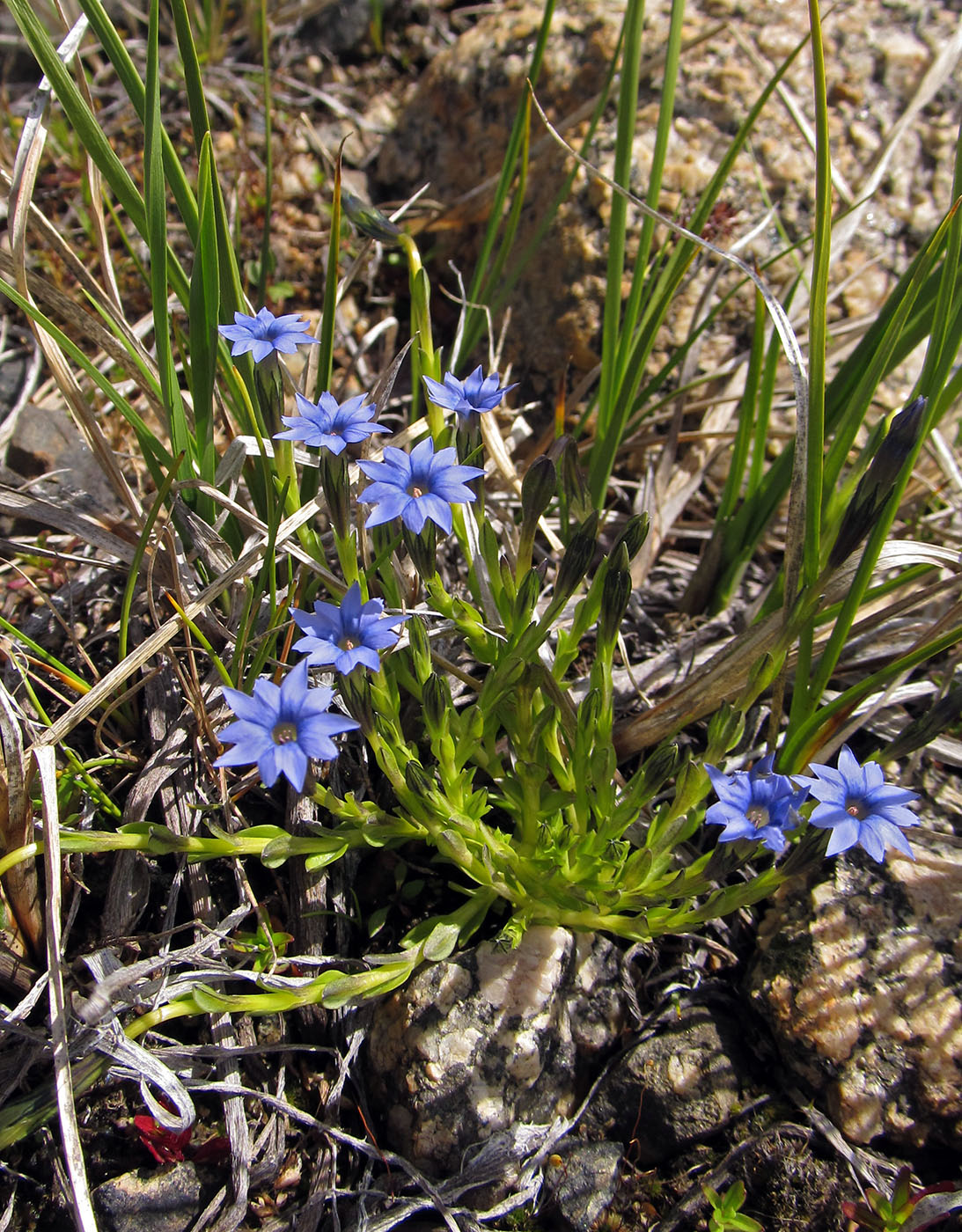 Image of Gentiana pseudoaquatica specimen.