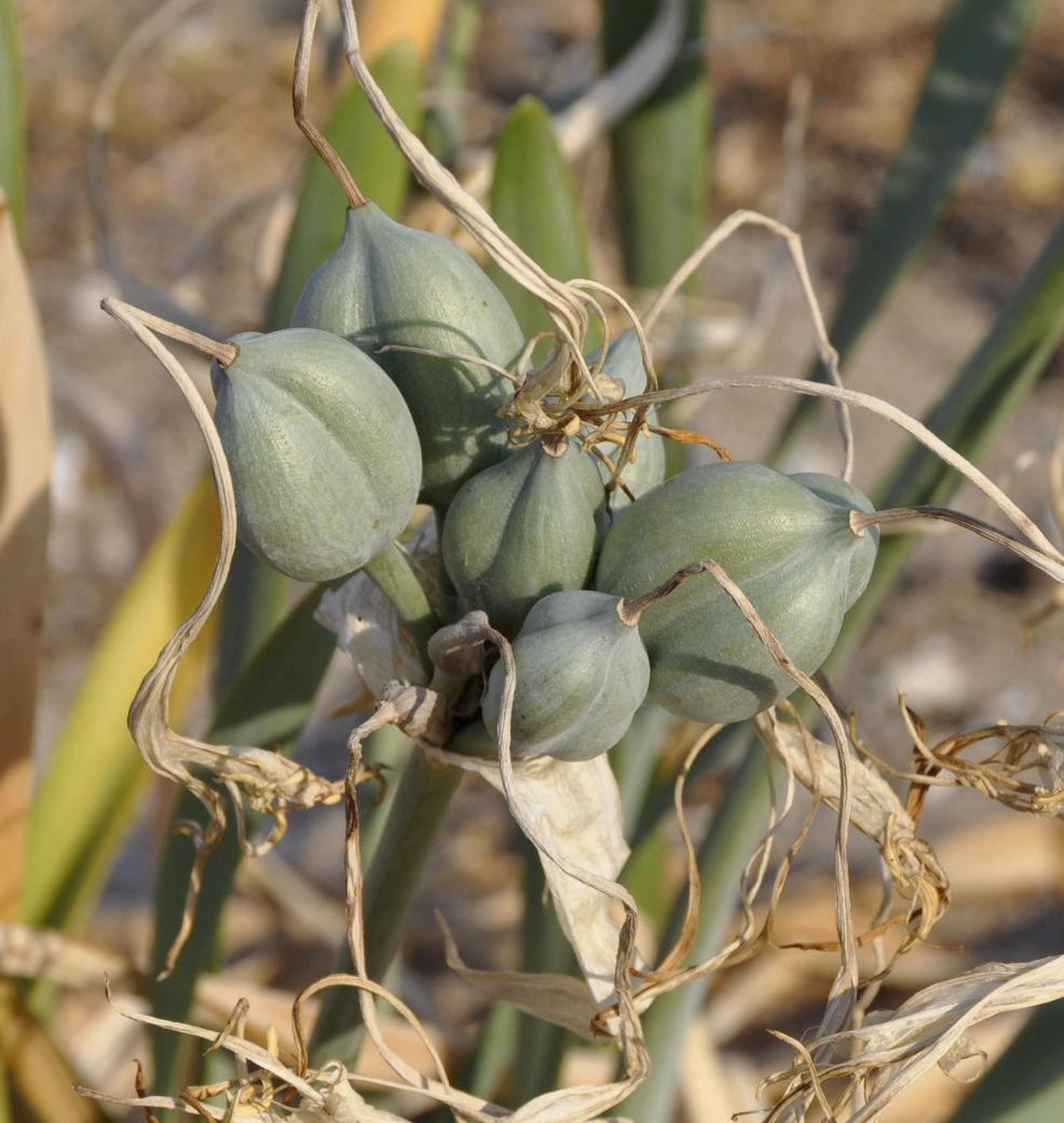 Image of Pancratium maritimum specimen.