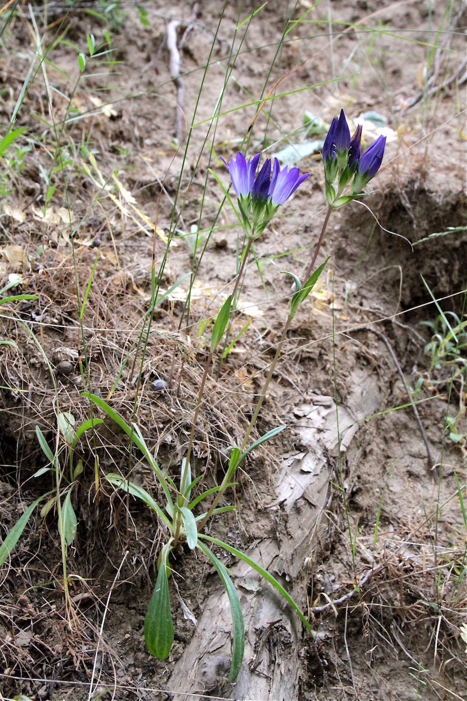 Image of Gentiana olivieri specimen.