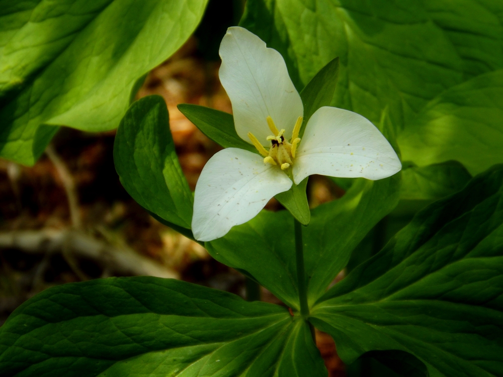 Image of Trillium camschatcense specimen.