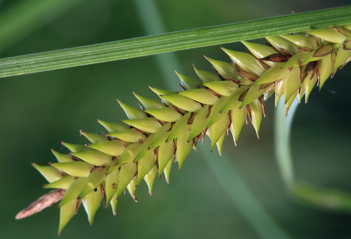 Image of Carex riparia specimen.