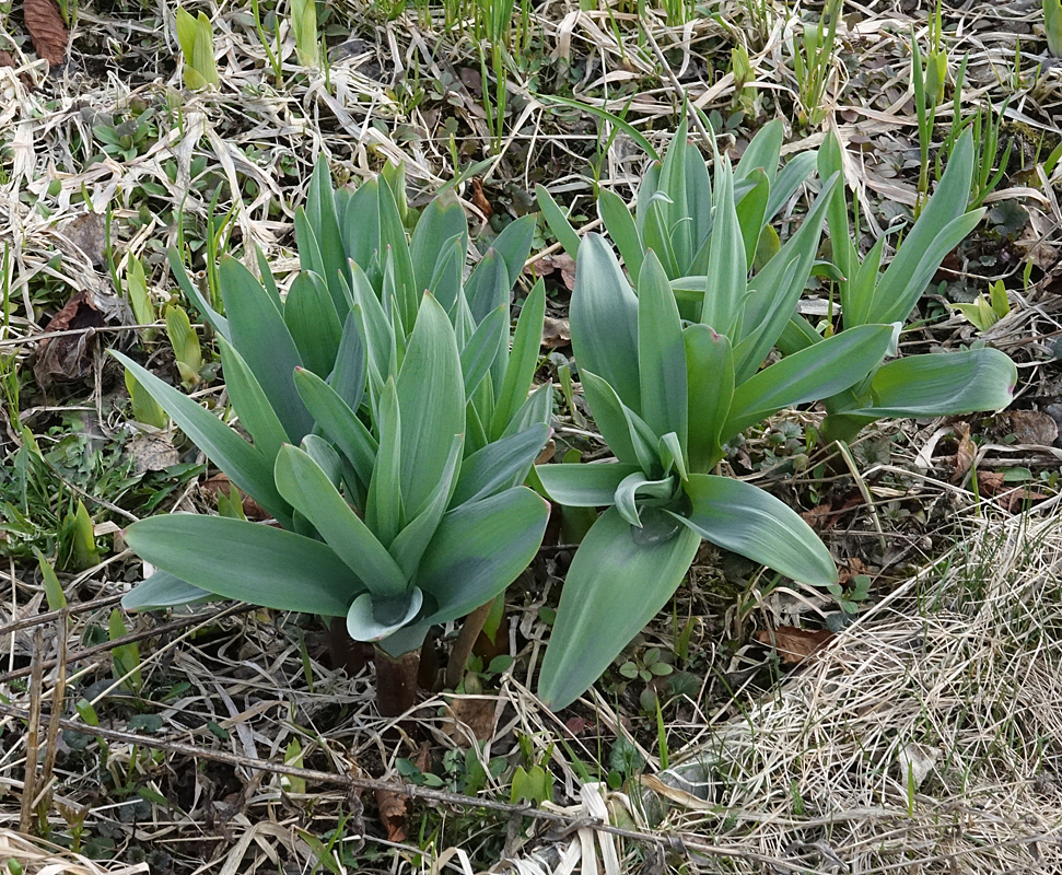 Image of genus Allium specimen.