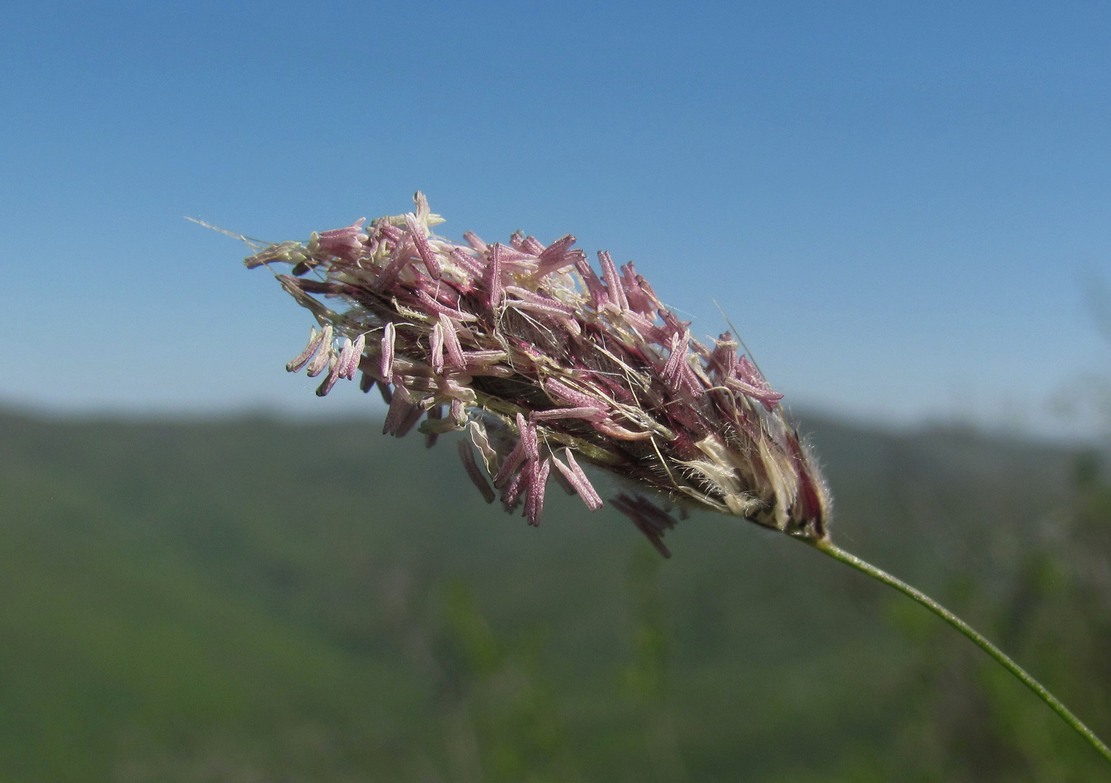 Image of Alopecurus vaginatus specimen.