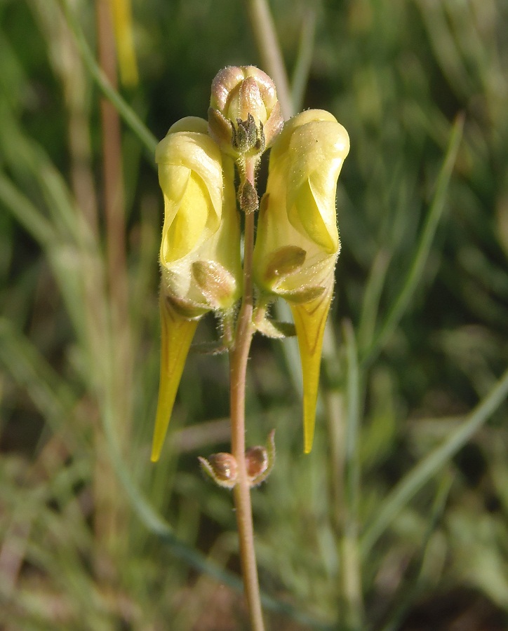 Изображение особи Linaria macroura.