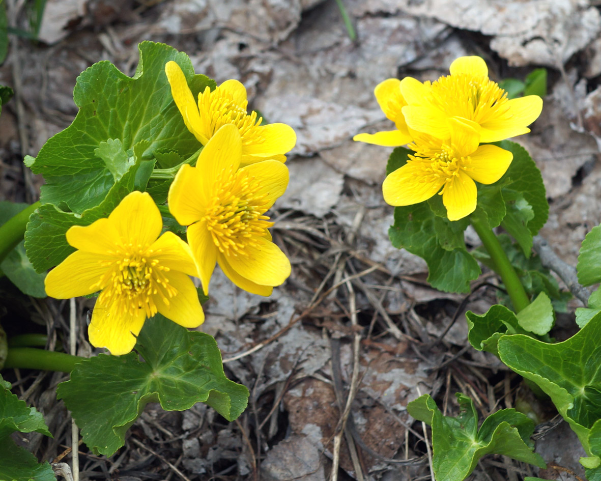 Изображение особи Caltha polypetala.