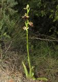 Ophrys mammosa