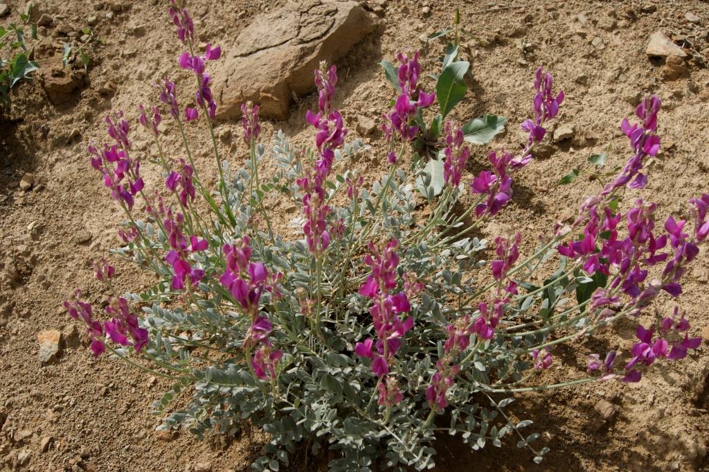 Image of Hedysarum atropatanum specimen.