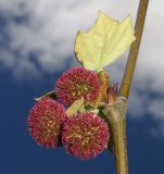 Platanus orientalis