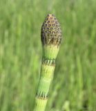 Equisetum fluviatile. Верхушка побега со стробилом. Ярославская обл., Переславский р-н, с. Большая Брембола, болотистый луг у р. Ветлянка. 11.06.2017.