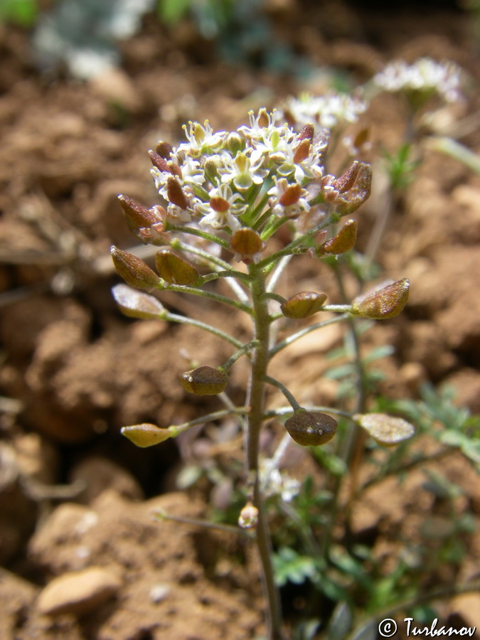 Изображение особи Hornungia petraea.