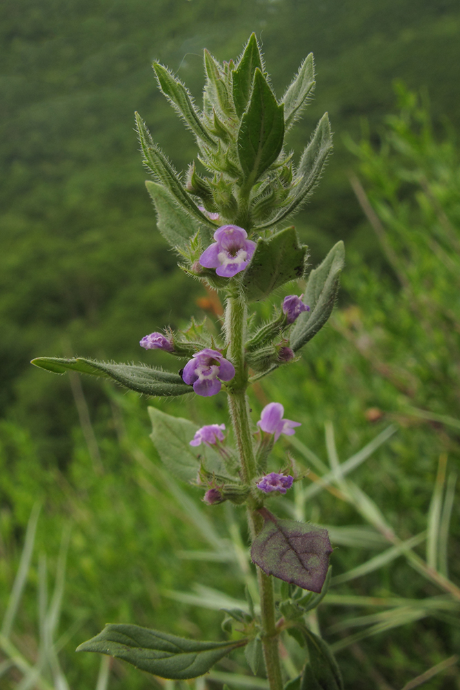 Image of Ziziphora acinos specimen.