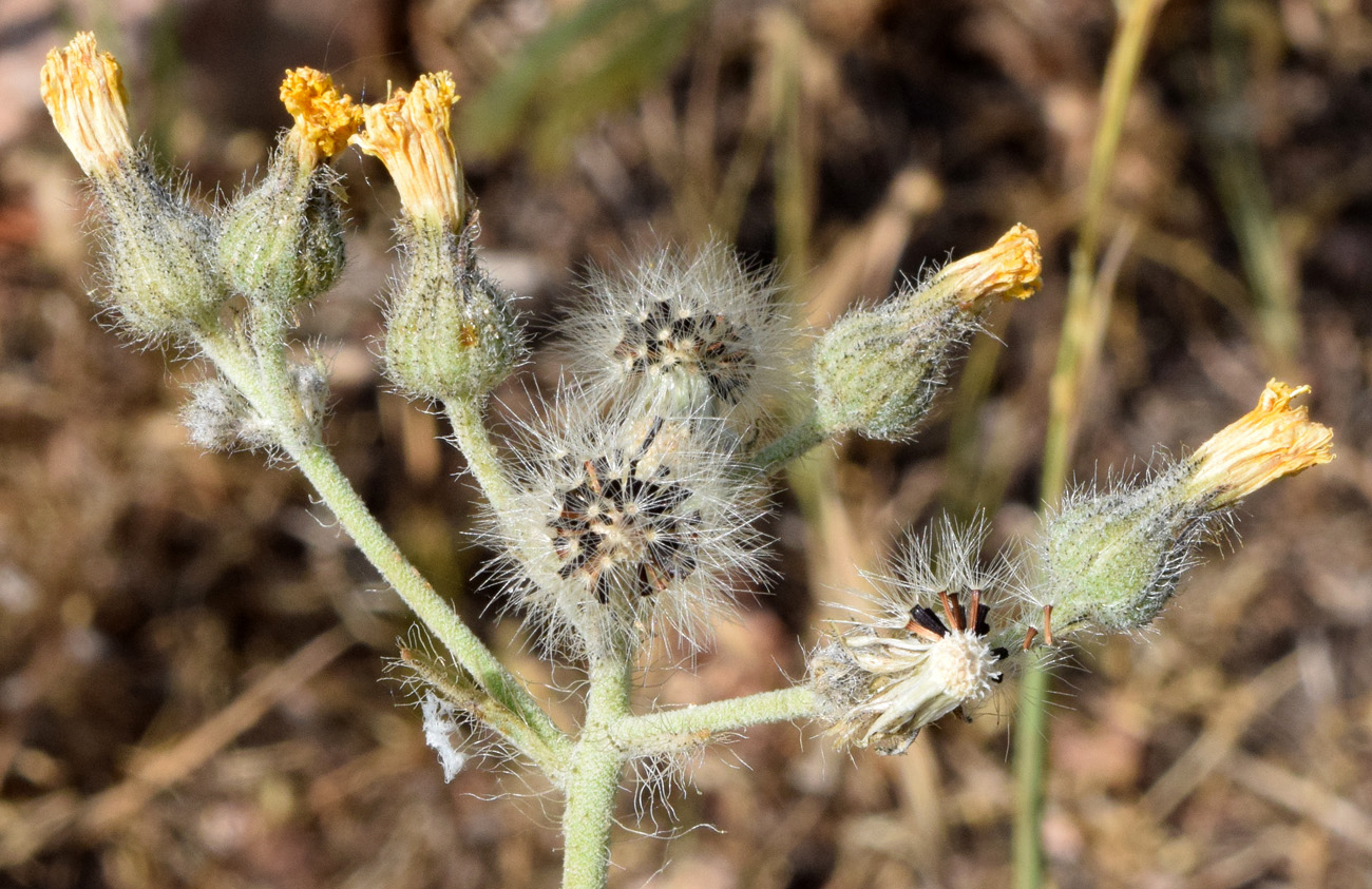 Изображение особи Pilosella procera.