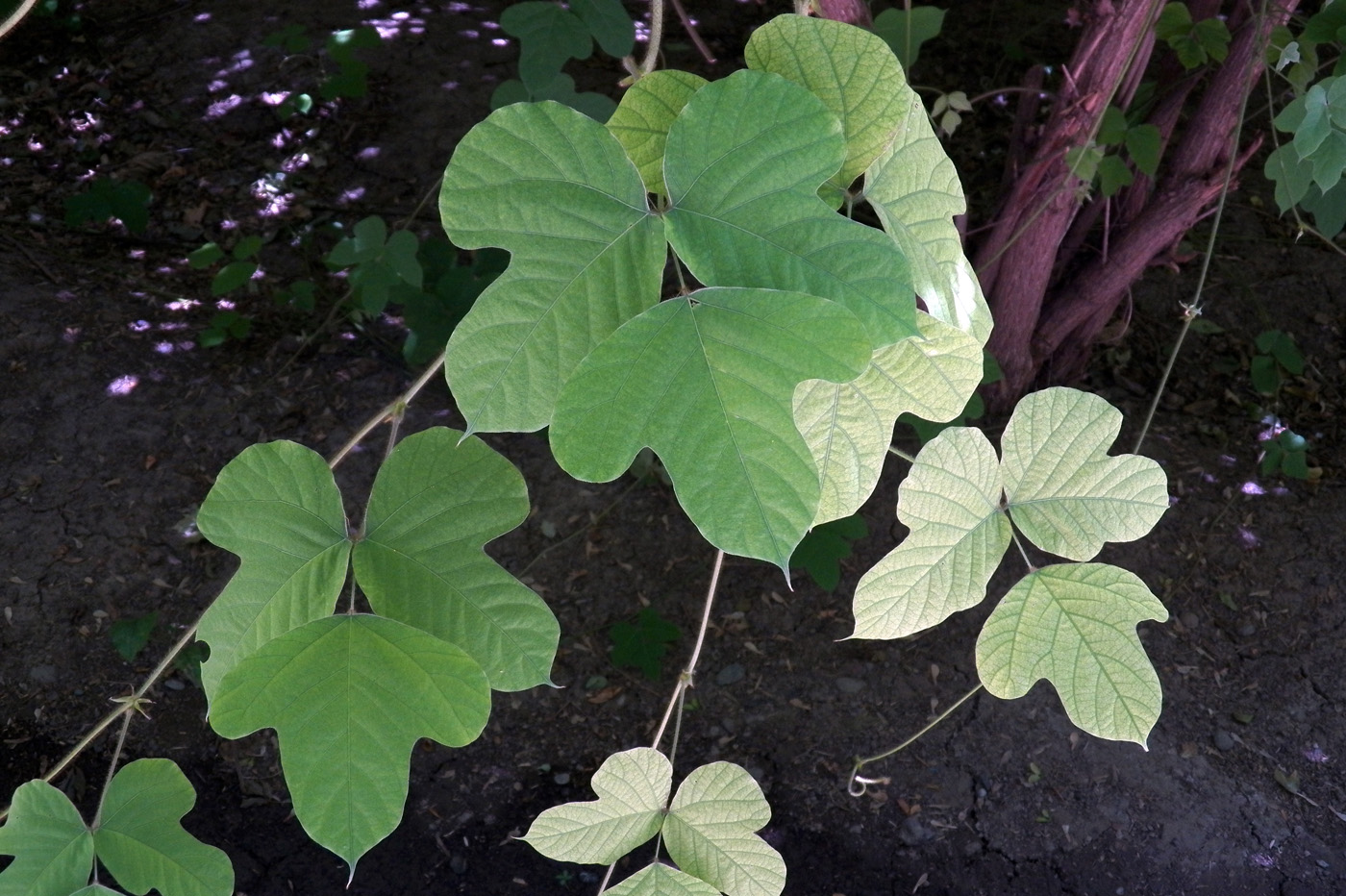 Image of Pueraria lobata specimen.