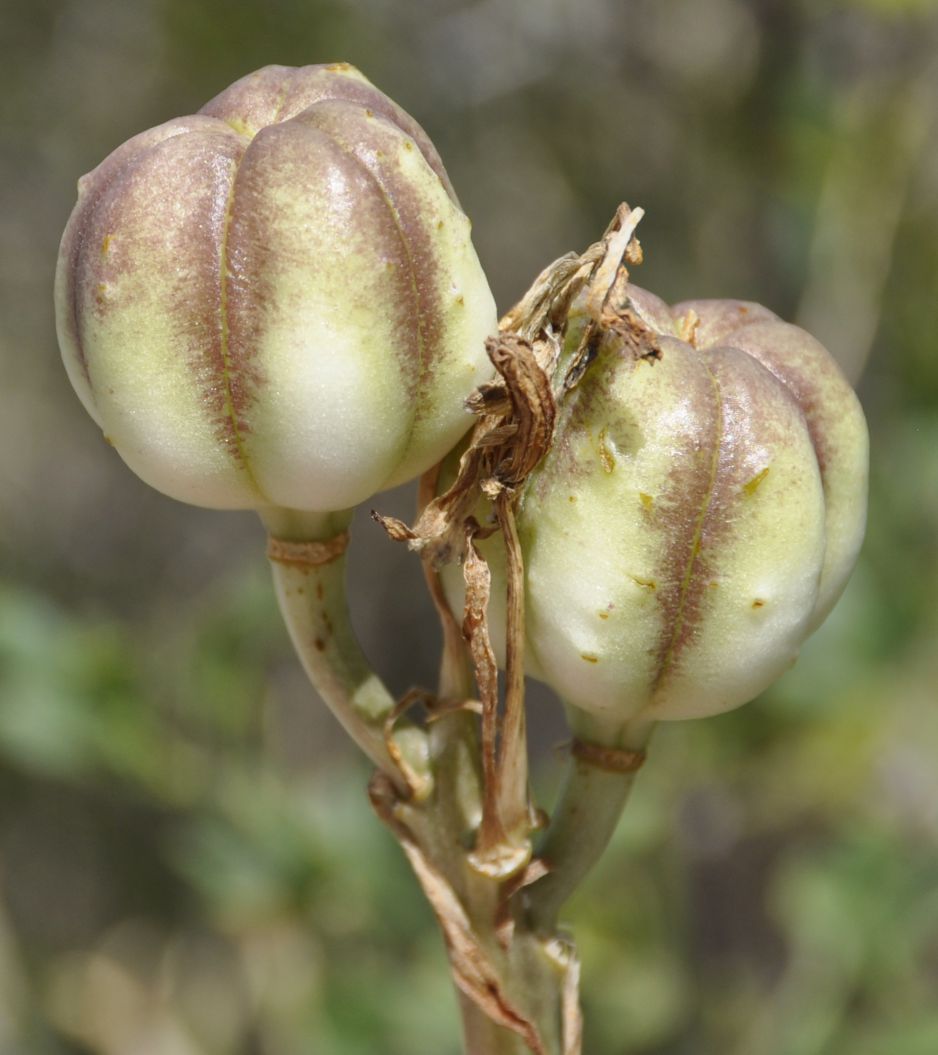 Изображение особи Lilium candidum.