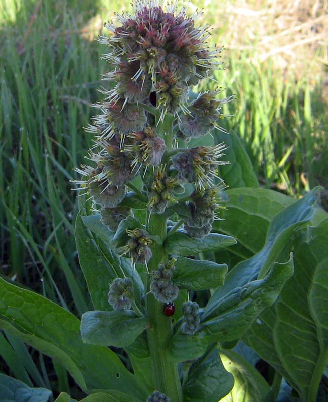 Image of Solenanthus circinnatus specimen.