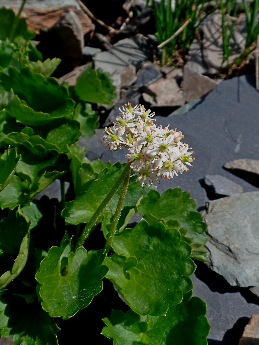 Image of Micranthes aestivalis specimen.